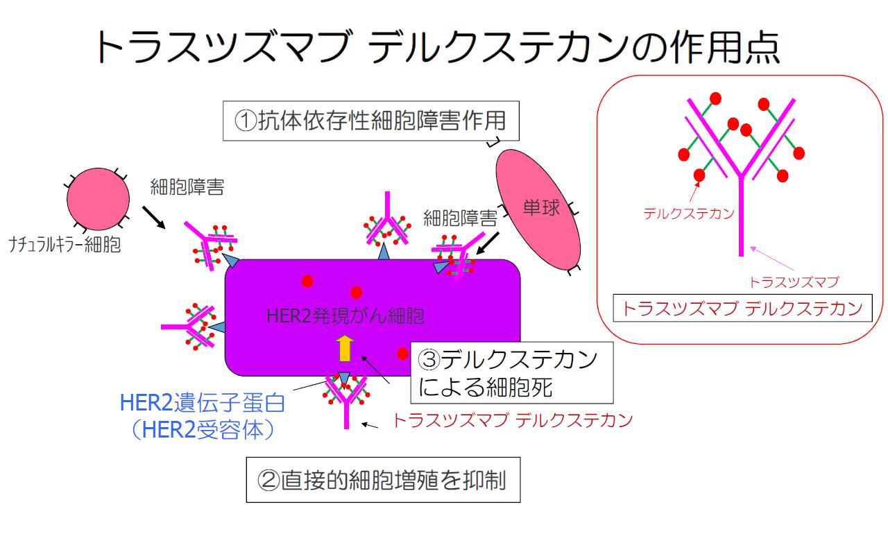 トラスツズマブ デルクステカン作用機序